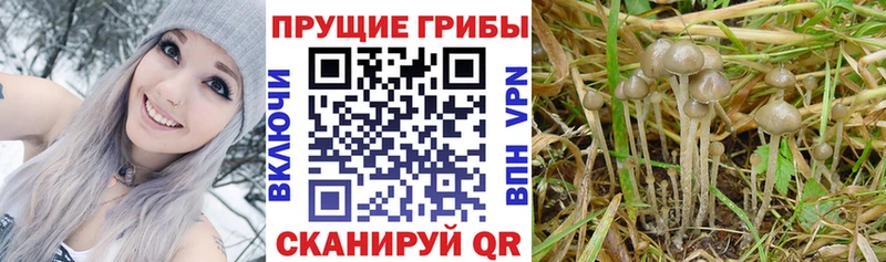 Псилоцибиновые грибы прущие грибы  Купить закладки  Петухово 